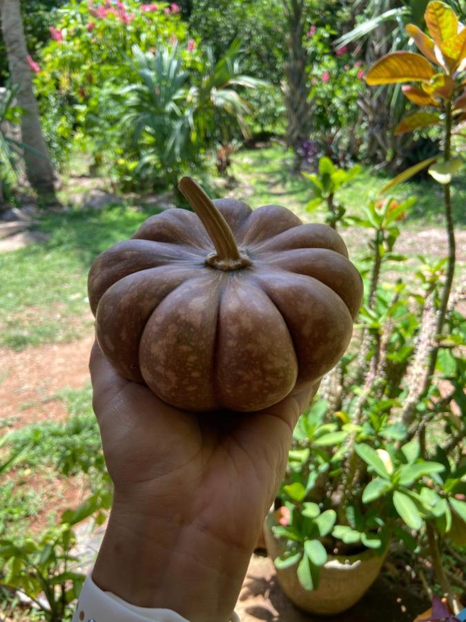 Encantadora Villa Maya Tradicional En Rancho Agroecologico Tzucacab Exterior foto